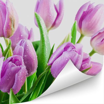 fototapety tulipany